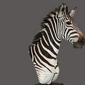 Zebra Pedestal Mount