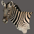 Zebra Wall Mount