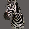 Zebra Shoulder Mount