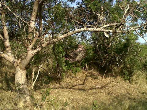 Zululand Leopard Hunt Zululand Leopard Hunt