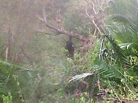 Zululand Leopard Hunt Zululand Leopard Hunt