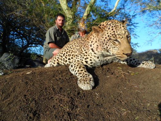 Zululand Leopard Hunt Zululand Leopard Hunt
