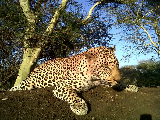 Zululand Leopard Hunt Zululand Leopard Hunt
