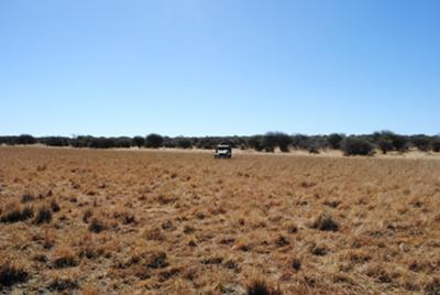 The field where we stalked on foot my warthog.  My first one in 25 years.