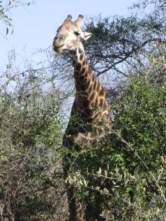 Giraffe Hunting